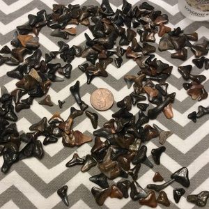 Fossilized Sharks Teeth.